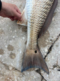 Red Drum Fish Sox