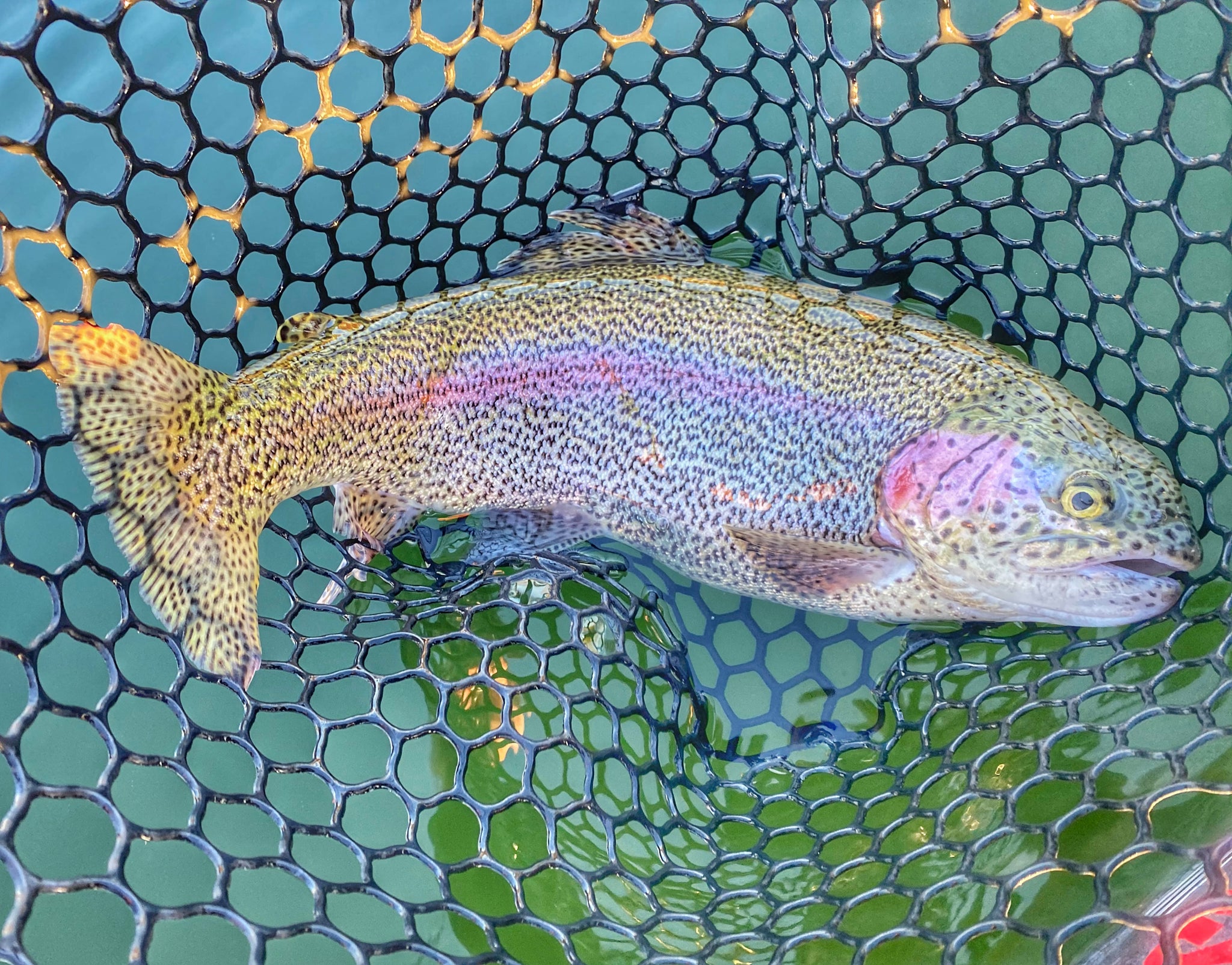 BIGFISH RAINBOW TROUT 偏光サングラス trucha_arcoiris.jpg_759710130.jpg