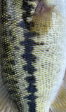 Spotted Bass Fish Socks